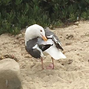 Meet your Posher, Aileen